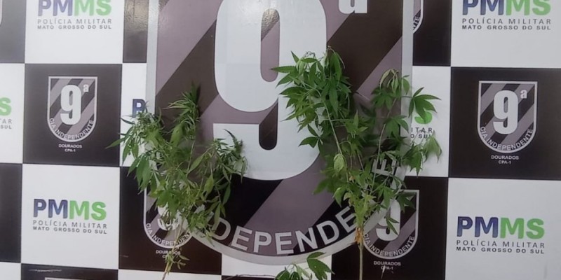 Dupla é presa escondida em veículo com ‘pés’ de maconha em MS