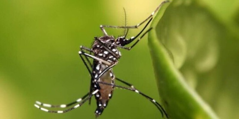 MS bate 16 mil casos confirmados de dengue em 2024