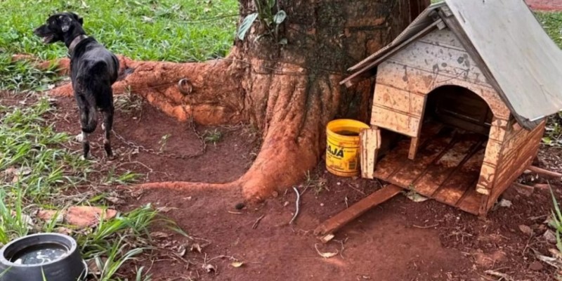 Idoso é preso após abandonar cadela em chácara em MS
