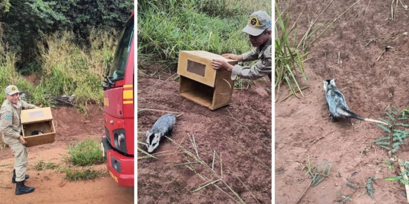 IVINHEMA: Bombeiros capturam gambá em loja de calçados