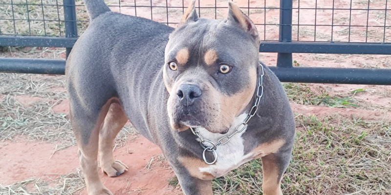 Cuidados com pelagem de cães no frio