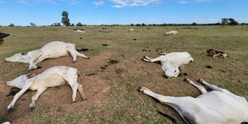 Número de bovinos mortos por baixa temperatura sobe para 1.537 no Estado