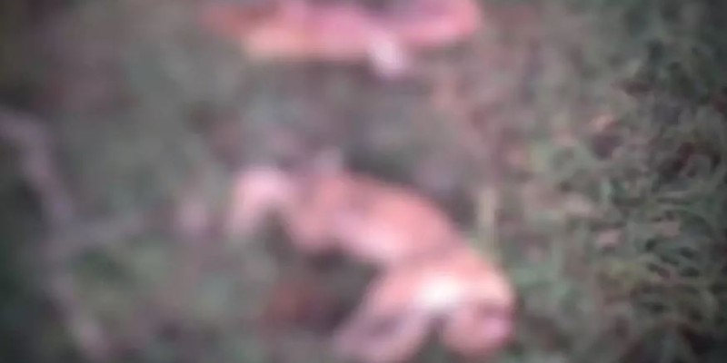 Carcaças de onças-pardas abatidas são encontradas em fazenda de MS Carcaças de onças-pardas abatidas são encontradas em fazenda de MS