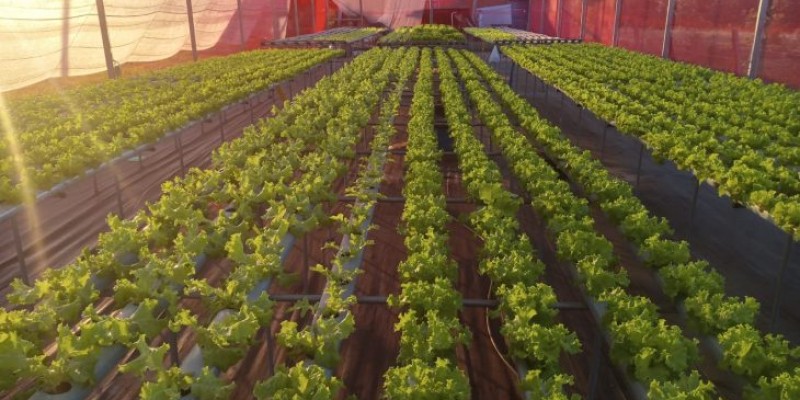 Agricultores de MS geram renda e perdem o medo da tecnologia com apoio da Fundect Agricultores de MS geram renda e perdem o medo da tecnologia com apoio da Fundect