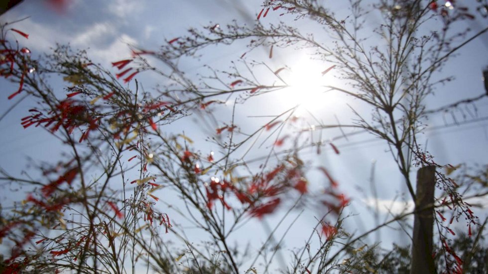 Apesar de madrugada gelada, segunda-feira terá calor de 31°C em Mato Grosso do Sul