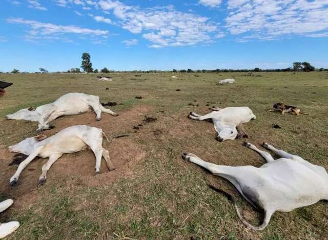 Número de bovinos mortos por baixa temperatura sobe para 1.537 no Estado