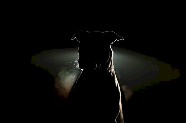 ANGÉLICA: Pitbull invade casa ataca outro cão