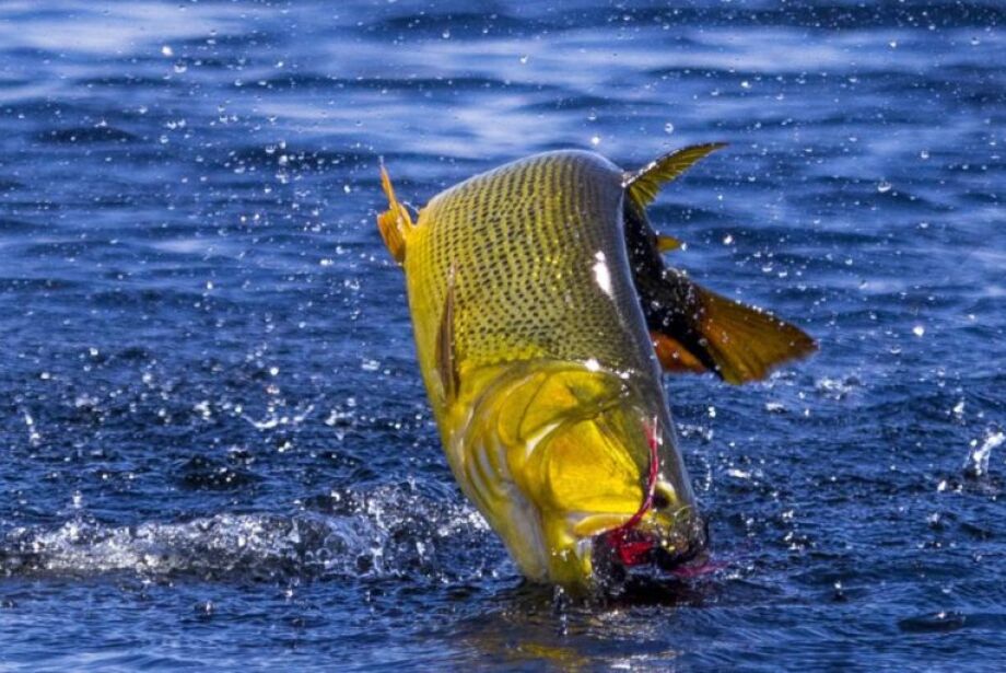 Deputados chegam a consenso e pesca de Dourado fica proibida por mais um ano