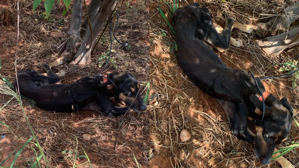 IVINHEMA: Cachorro é resgatado em grave situação de maus-tratos e ONG pede ajuda à população