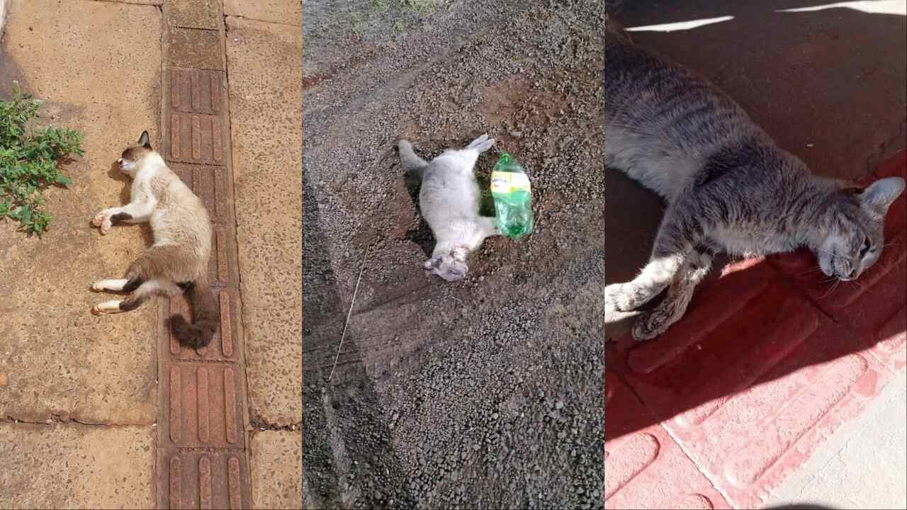 Após condomínio alertar sobre superpopulação, animais são encontrados envenenados na Capital