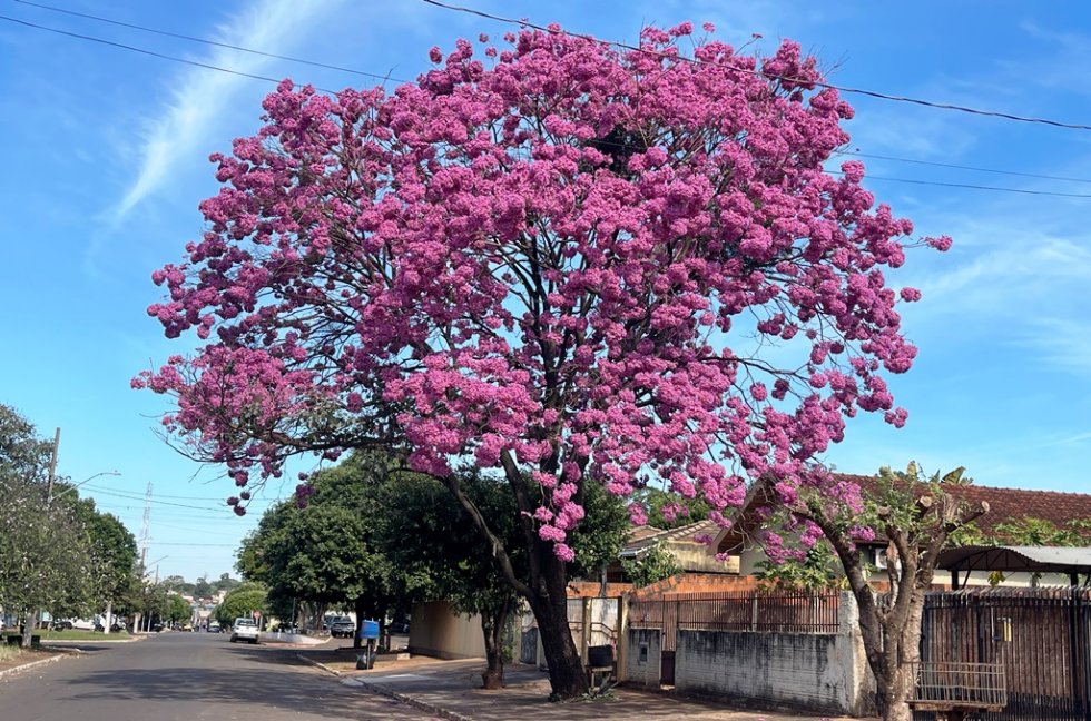 IVINHEMA: Beleza dos Ipês transforma paisagem e encanta moradores