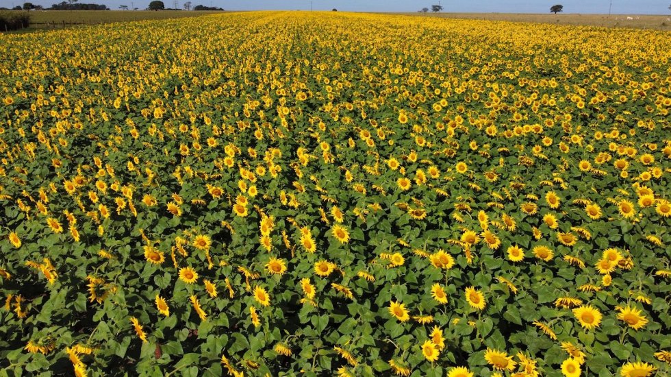 IVINHEMA: Tapete amarelo de girassóis transformam propriedade em atração