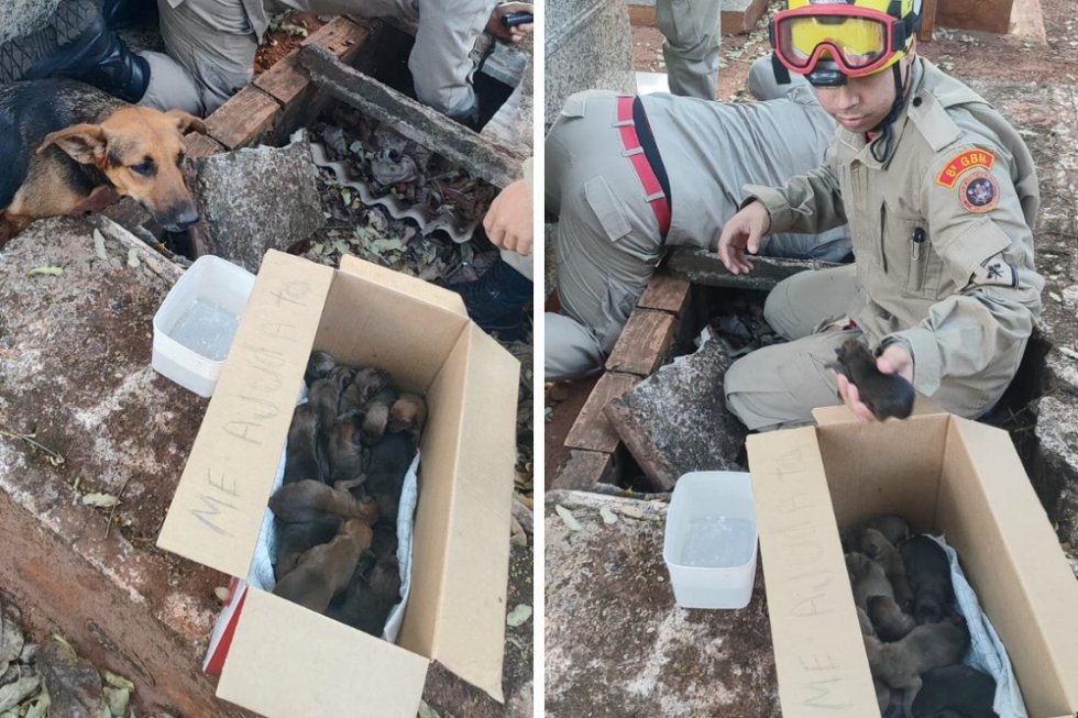 NOVA ANDRADINA: Bombeiros resgatam 13 filhotes recém-nascidos em cova no cemitério