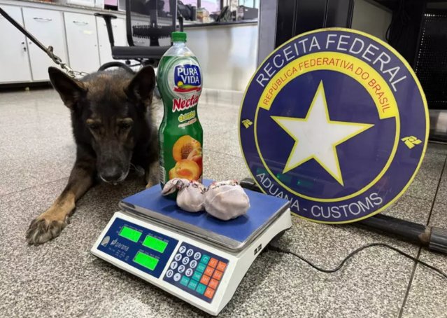 Com ajuda de cão, 10 fetos de lhama são encontrados em ônibus clandestino