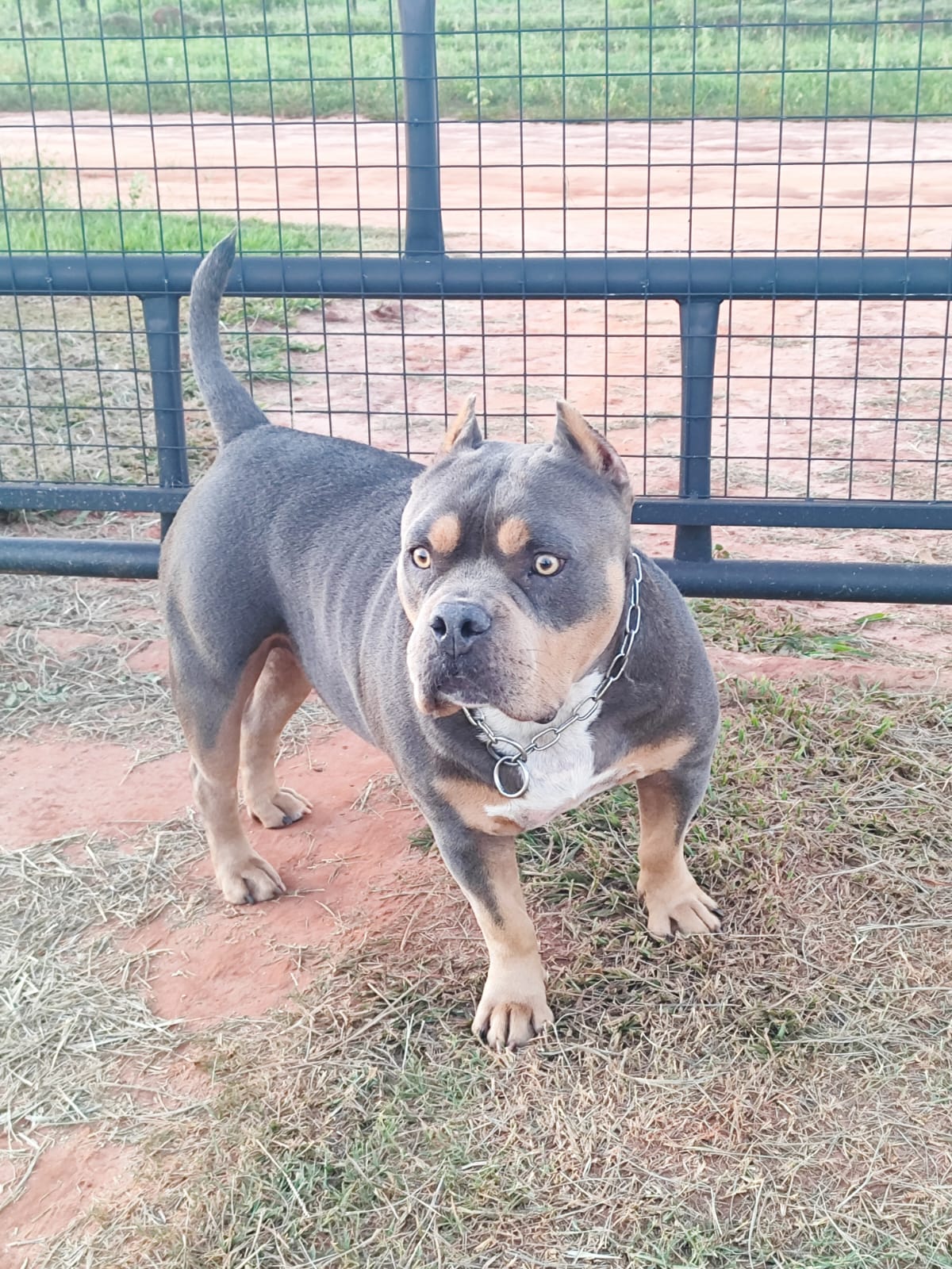 Cuidados com pelagem de cães no frio