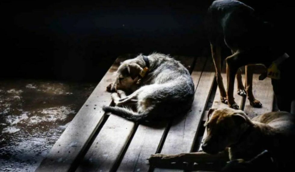Homem é preso após castrar cachorro com canivete em MS