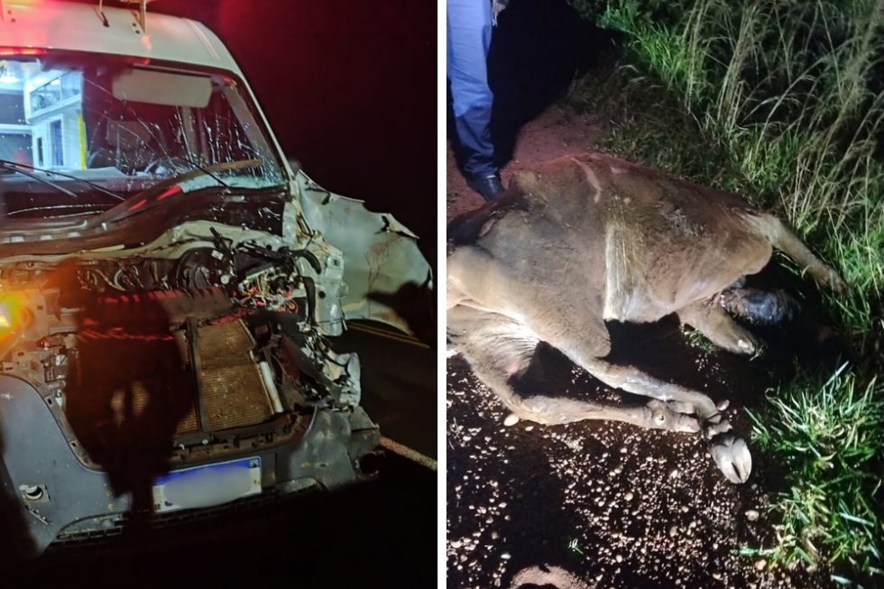 IVINHEMA: Profissionais de saúde escapam ilesos após colisão com animal na MS-276