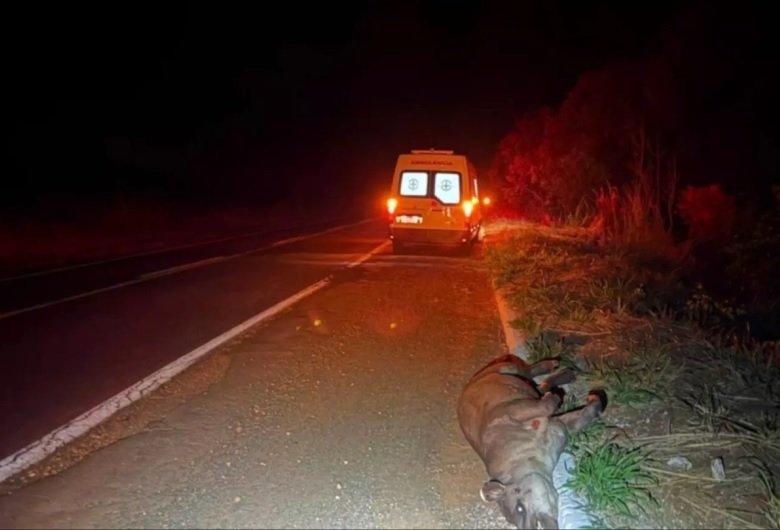 Ambulância atinge anta na rodovia MS-134 e passageira fica ferida