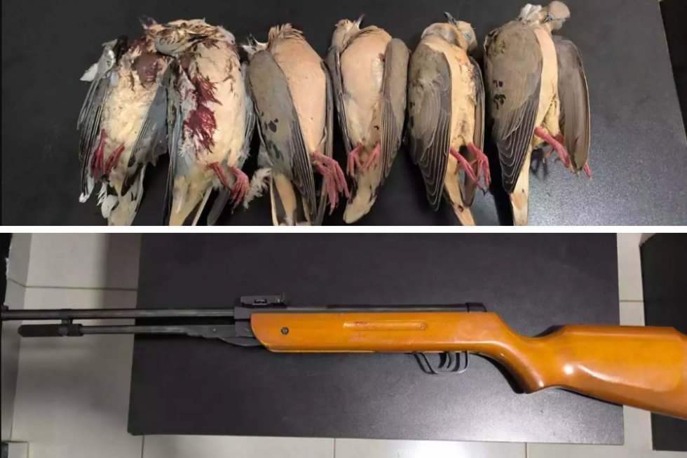 DEODÁPOLIS: Suspeito de abater pombas é preso com espingarda de pressão