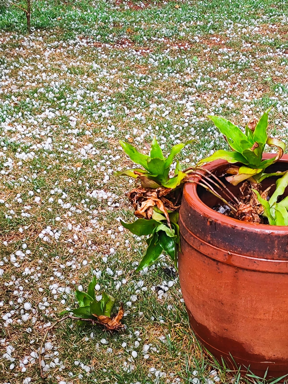 CHUVA FORTE E VENTO E GRANIZO EM ANGELICA/MS 