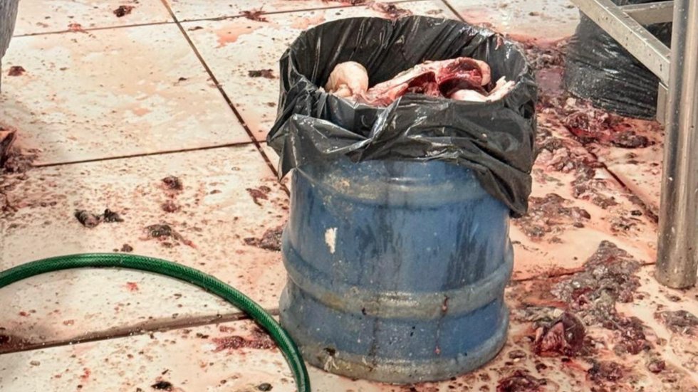 Peixaria interditada após batida policial vendia peixes com 70% de gelo em MS