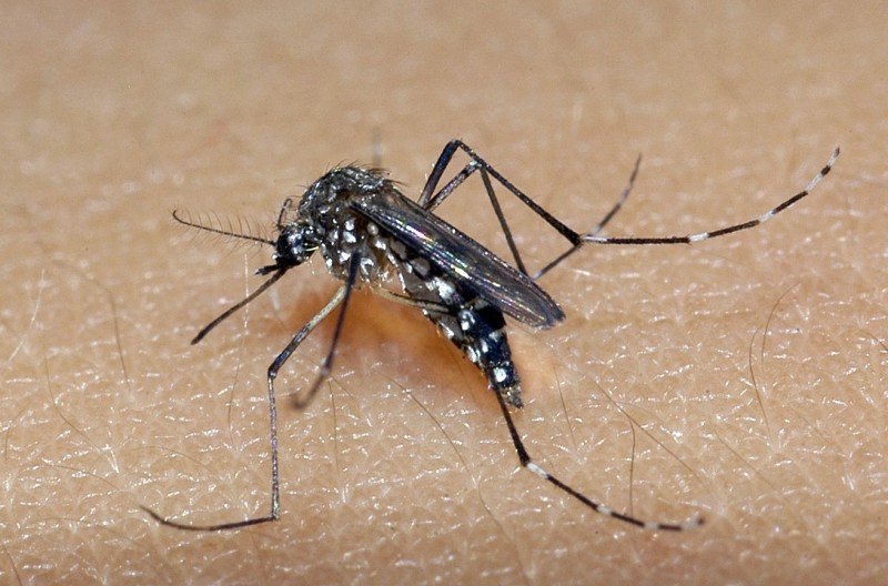 IVINHEMA: Município ainda lidera ranking de casos confirmados de dengue em MS