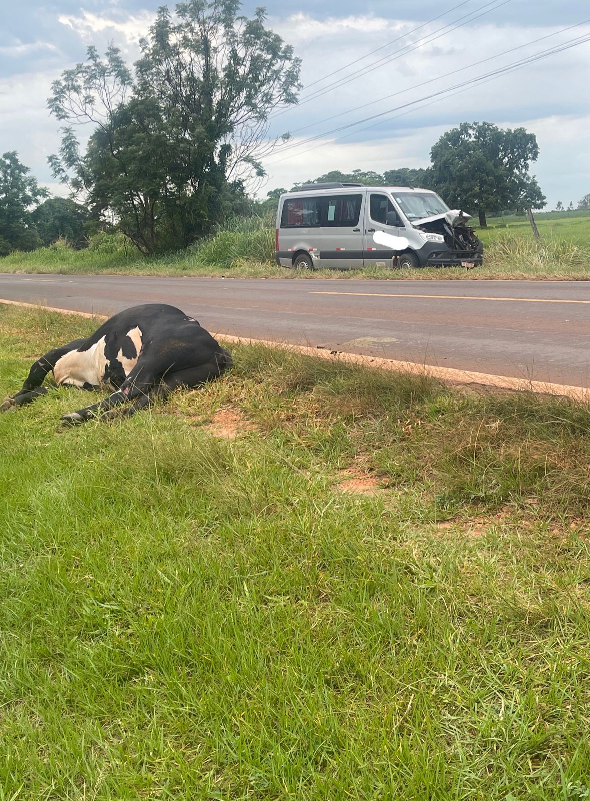 Acidente entre van e vaca é registrado na rodovia MS-141 nesta segunda-feira