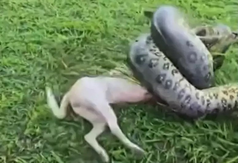Vídeo mostra resgate de cachorro atacado por sucuri de 3 metros