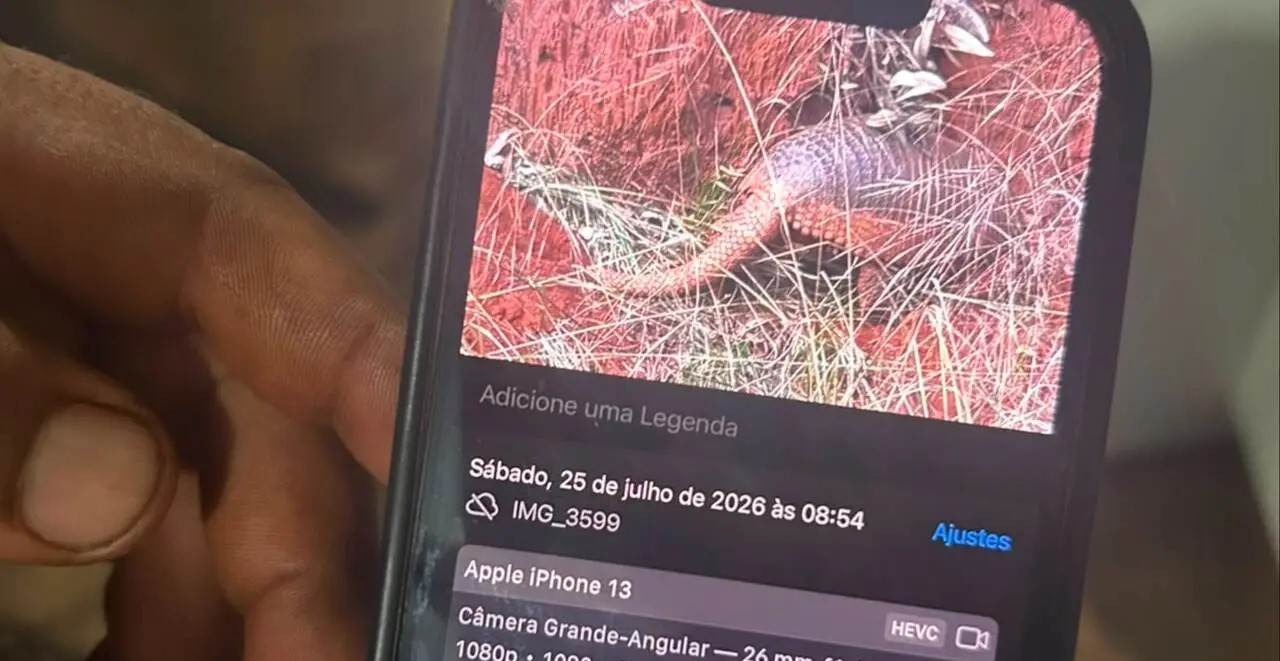 ‘Furto’ de autoria? Vídeo de tatu-canastra em toca vira caso de polícia em MS