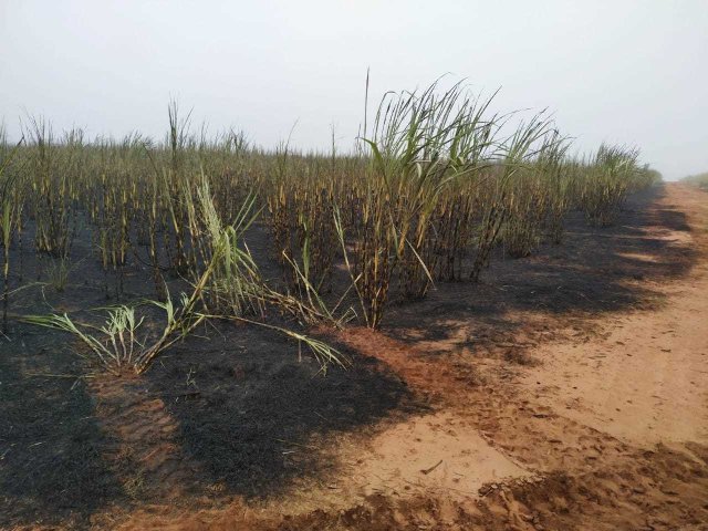 IVINHEMA: Justiça manda usina recuperar 123 hectares incendiados por colheitadeira