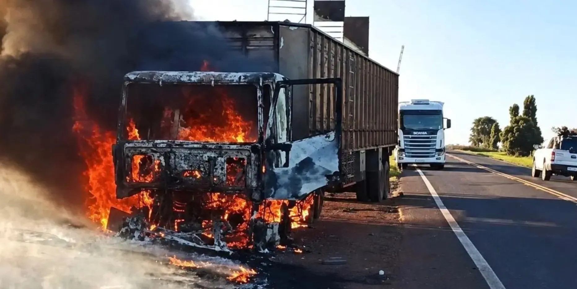 Motorista solta bois para salvar animais de incêndio em carreta na MS-395