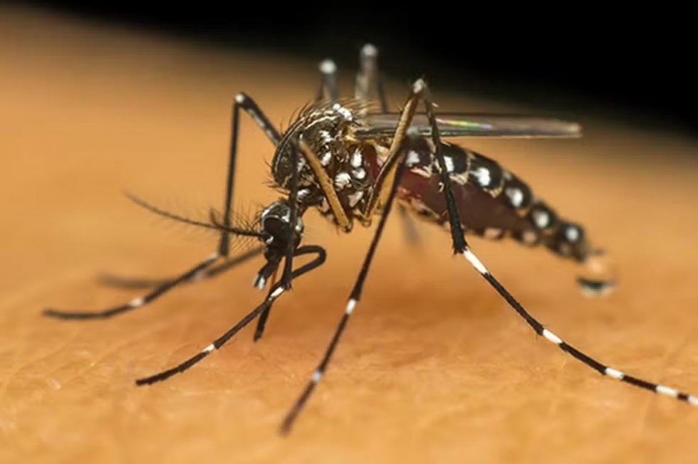 Chikungunya mata mais uma pessoa e MS chega a 30 óbitos em 2026