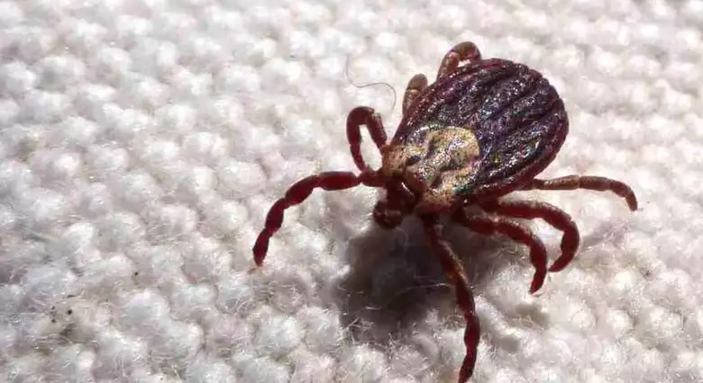 SP registra 18 mortes por febre maculosa em 19 casos confirmados