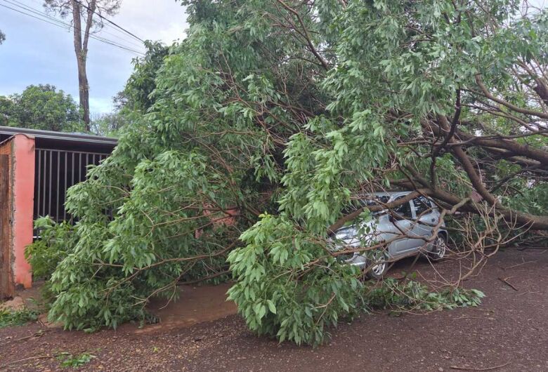 Com ventos de até 60 km/h, tempestade derrubou árvores em diferentes regiões de Dourados