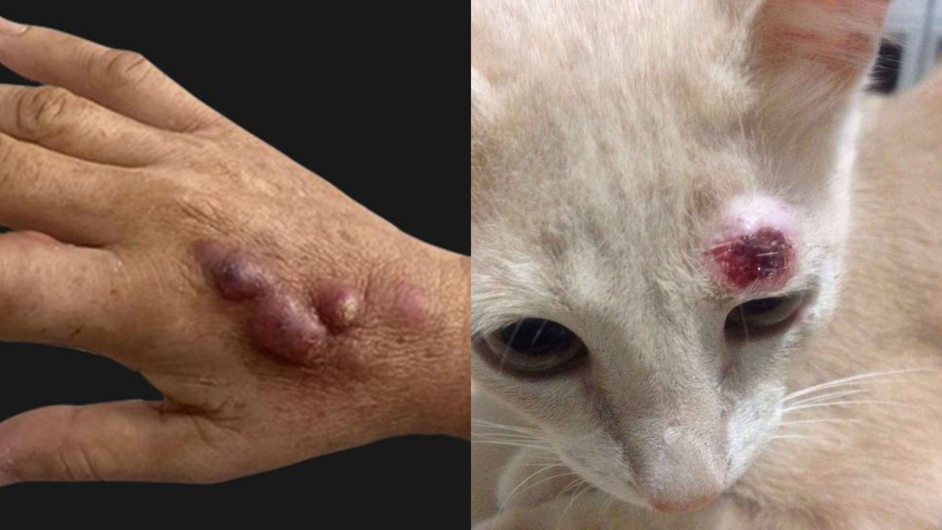 Conhece? Em 2026, ‘doença do jardineiro’ já foi confirmada em gatos e humano de Campo Grande