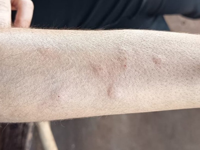 ANGÉLICA: MPMS investiga possível relação entre usina de açúcar e álcool e infestação de moscas