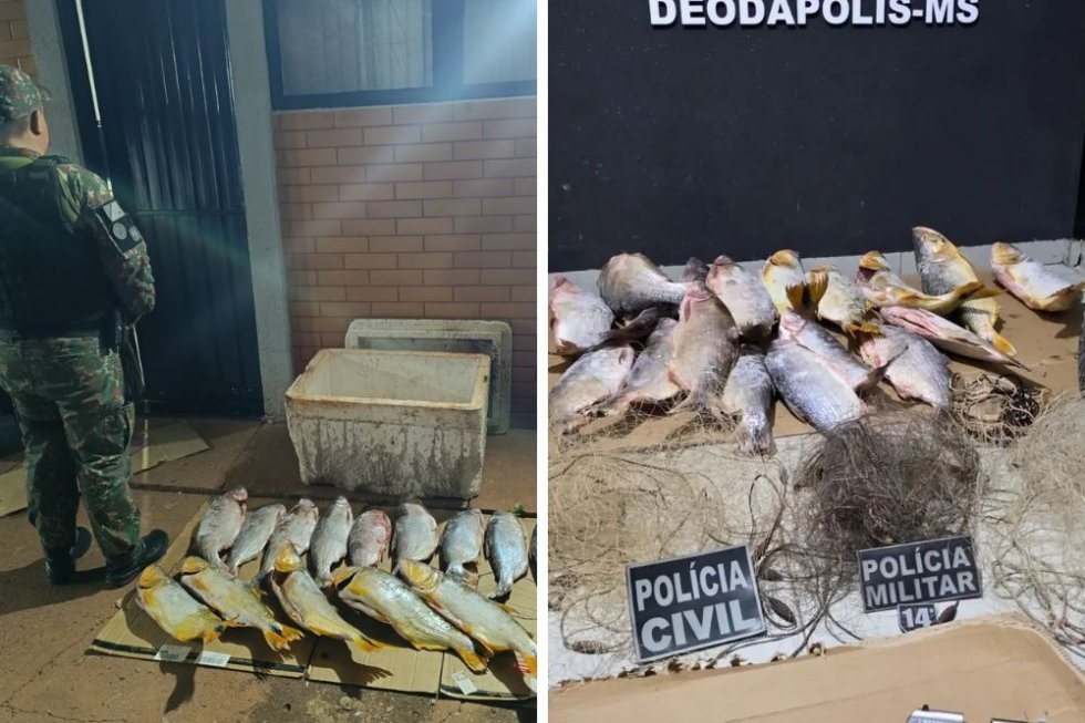 DEODÁPOLIS: PMA apreende mais de 38 quilos de pescado irregular e aplica multas que totalizam R$ 88 mil